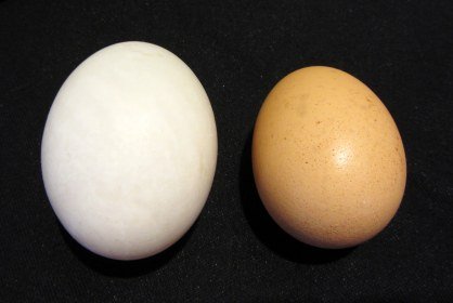 duck-egg-vs-chicken-egg.jpg