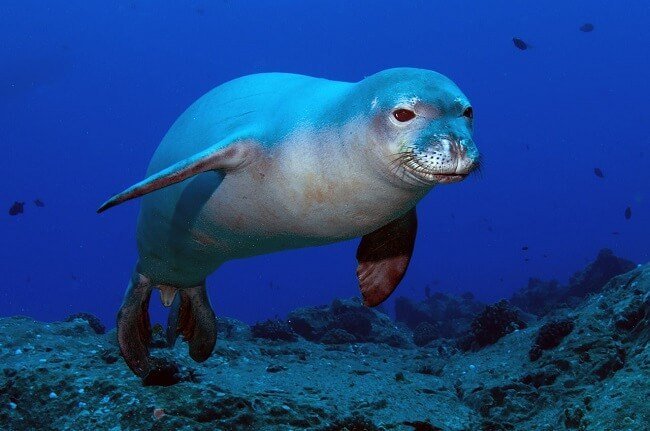 Hawaiian-Monk-Seal.jpg