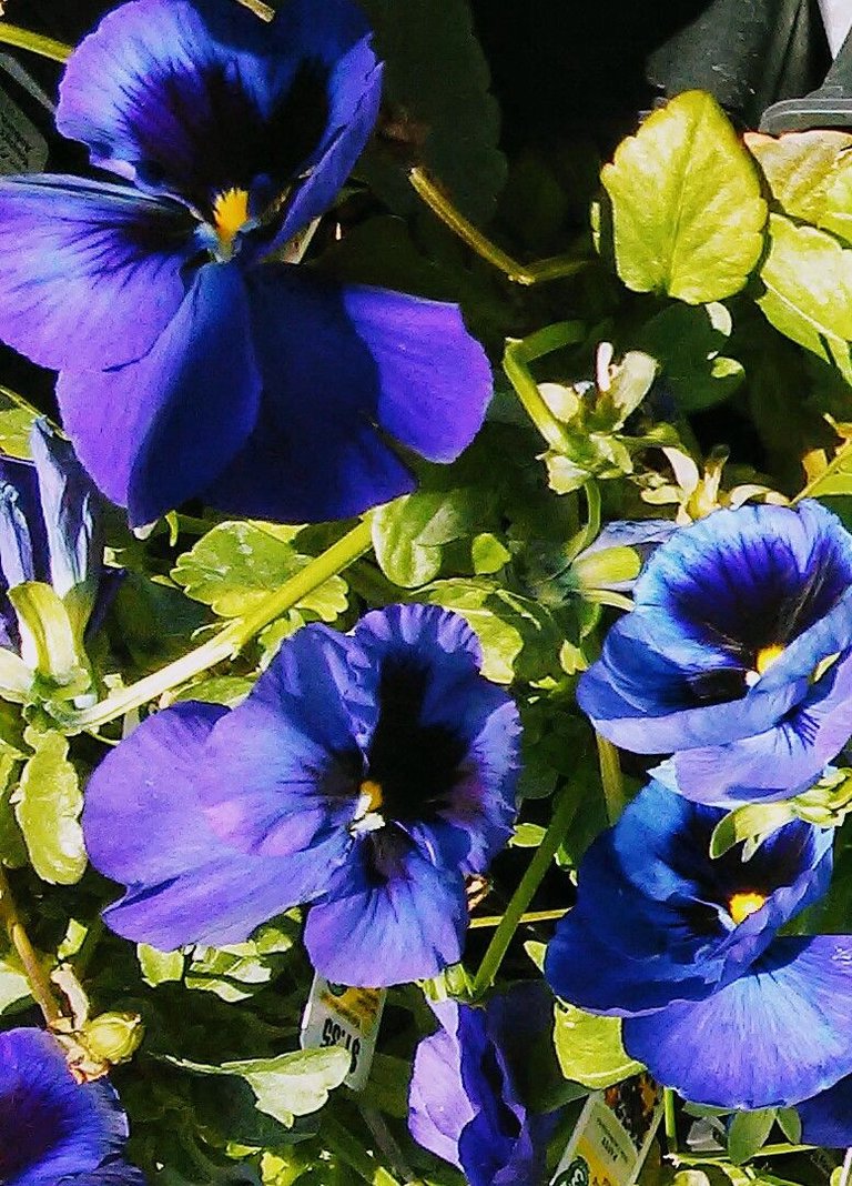 Indigo Pansies.jpg