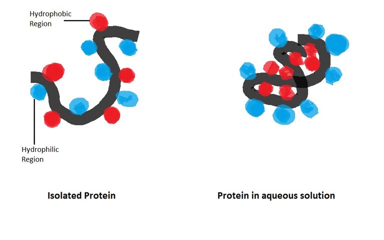 Cartoon_of_protein_hydrophobic_interaction.jpg