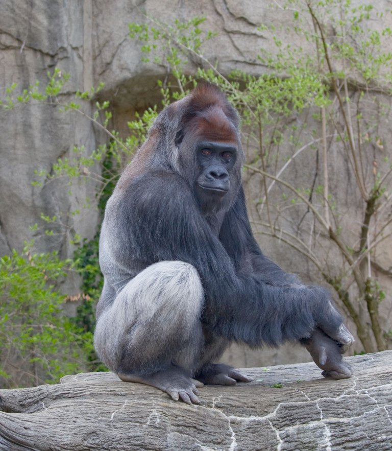 WesternLowlandGorilla.jpg