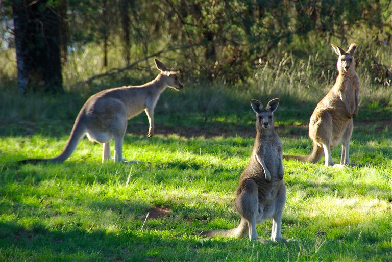 kangaroos-340287_1920.jpg