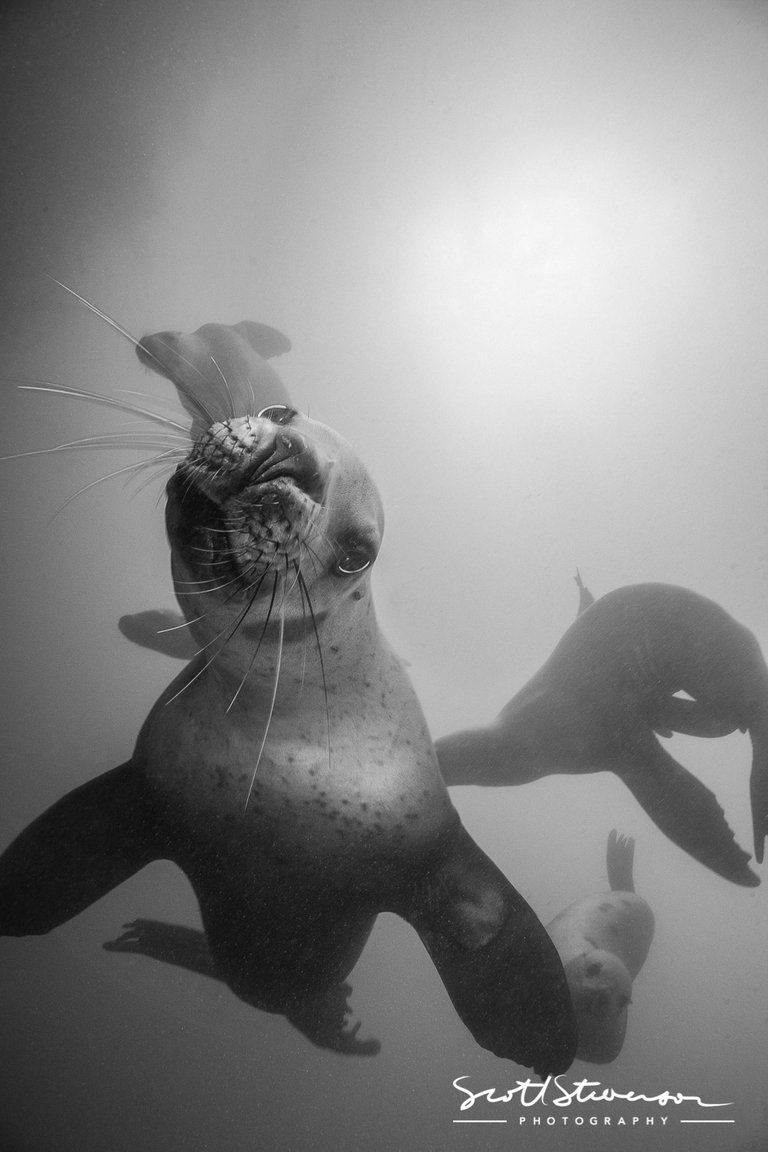 Stellar Sea lion-1.jpg