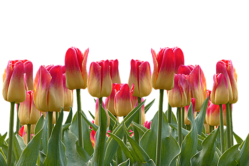 tulips-2759829__340.png