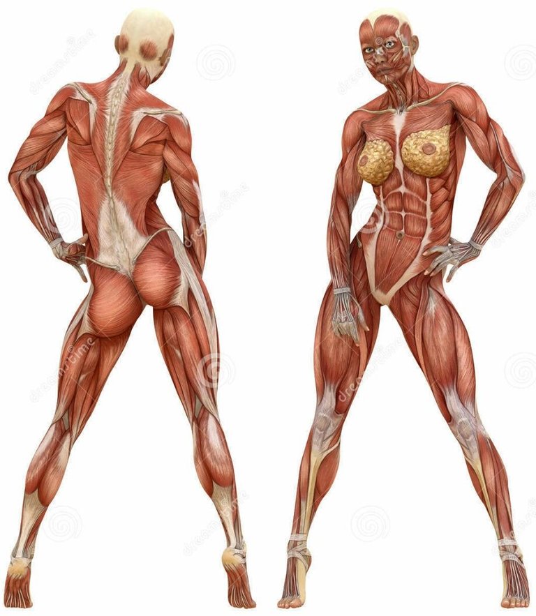 female-muscular-system-anatomy-consists-skeletal-smooth-cardiac-muscles-series-muscles-throughout-51405110.jpg