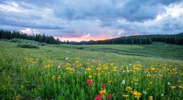 flora-pradera.jpg