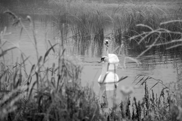 171203 Oostvaardersplassen 026.jpg