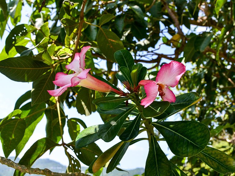 Koh Phangan (4 von 30).jpg