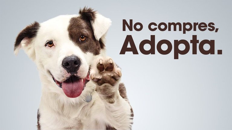 no-compre-adopta.jpg