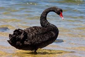 blackswan.jpg