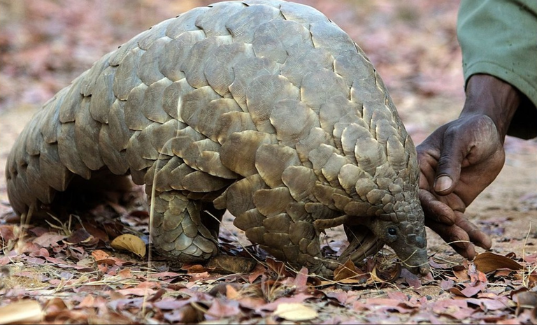 pangolin.png