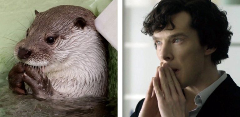 sherlock-otter-2.jpg