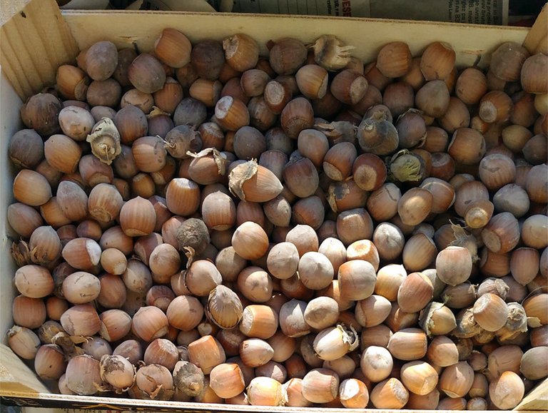 homegrown5.jpg