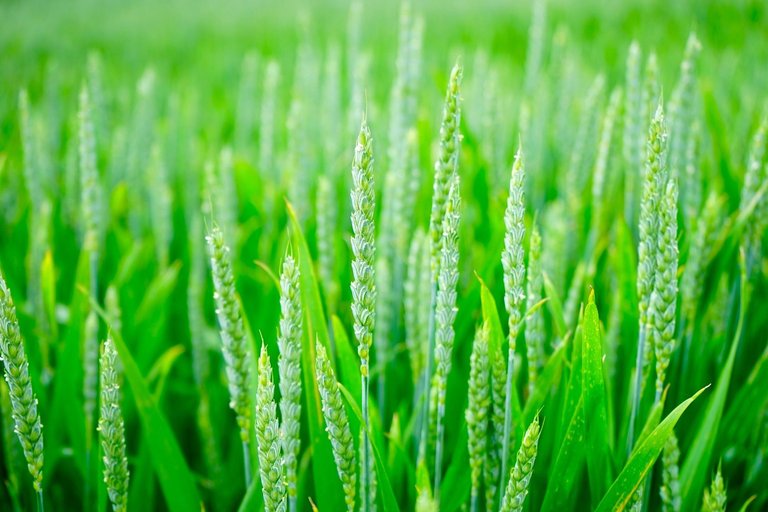 wheat-spike-huge-green-field.jpg