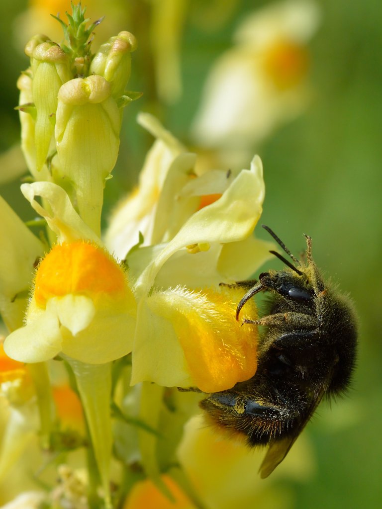 Bombus_ruderarius_-_Linaria_vulgaris_-_Valingu2.jpg