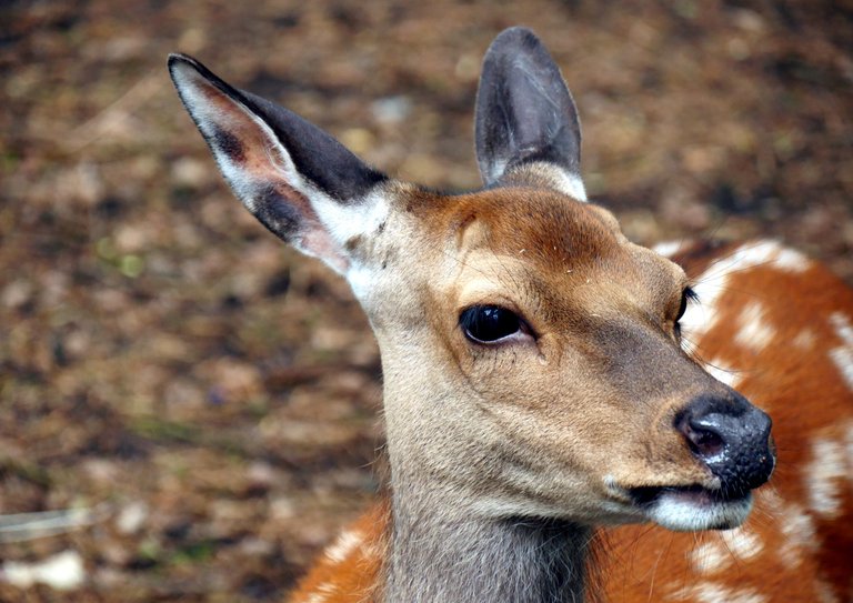 close_up_deer_001.JPG