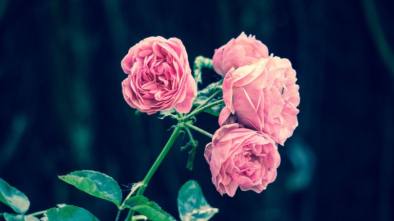 pink-roses-2533389_1280.jpg