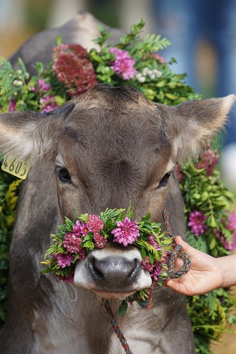 cattle-show-1703259_960_720.jpg