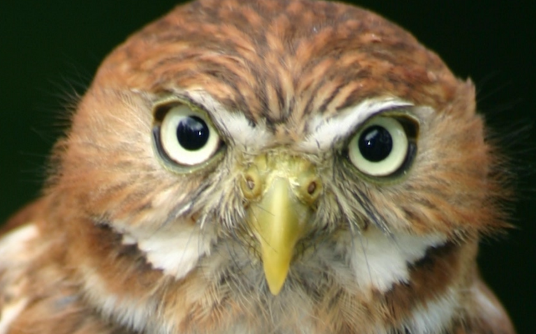 owl_eyes.png