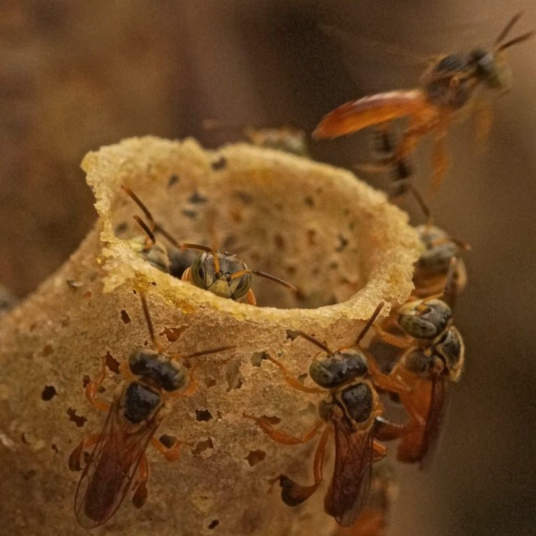 TETRAGONISCA-ANGUSTULA-abejas-angelitas-reserva-el-tunjo-hospedaje-el-follon-1080px-1.jpg