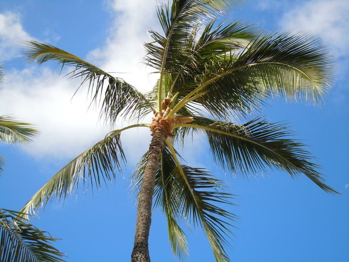 Hawaii Palm Tree.jpg
