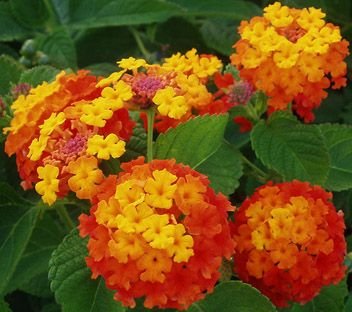 Lantana_camara_bandera_española.jpg