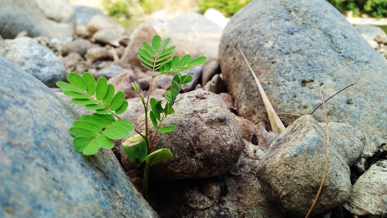 among the stones1.jpg