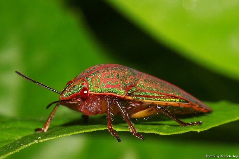 Adult-koa-beetle-Coleotichus-blackburniae_.jpg