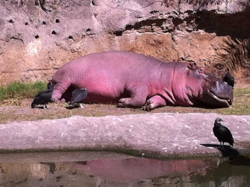 aca97-hippo_in_sun.jpg