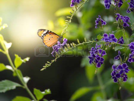 65526978-focus-shot-of-a-butterfly-standing-on-a-duranta-flower-with-simulated-light-from-the-top-left-corner.jpg
