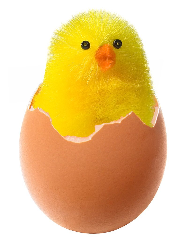 chicken-in-broken-egg.jpg