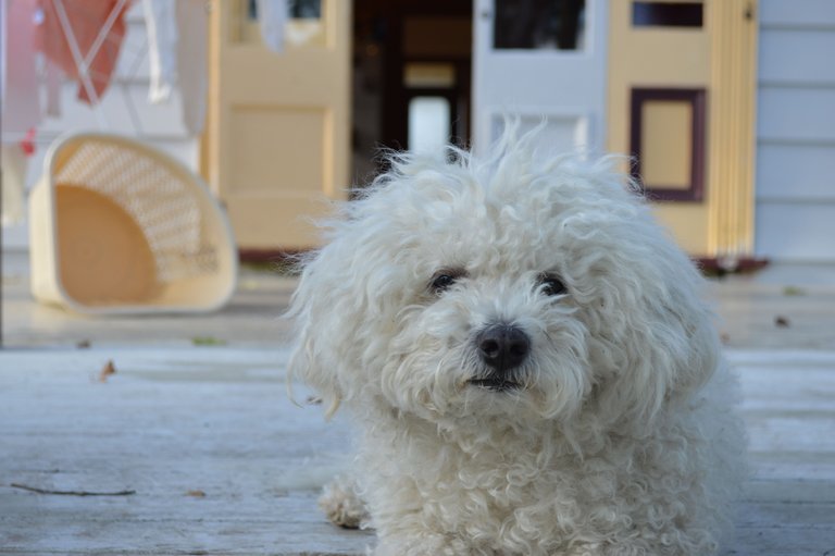 Bean - The Fluffy White Thing