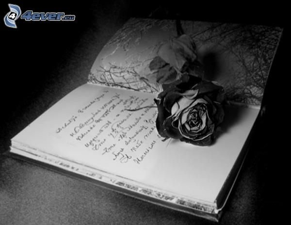 libro,-rosa,-blanco-y-negro-136466.jpg