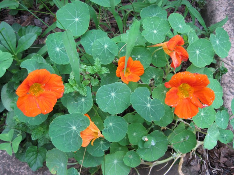 orange-nasturtium-13911894585FB.jpg