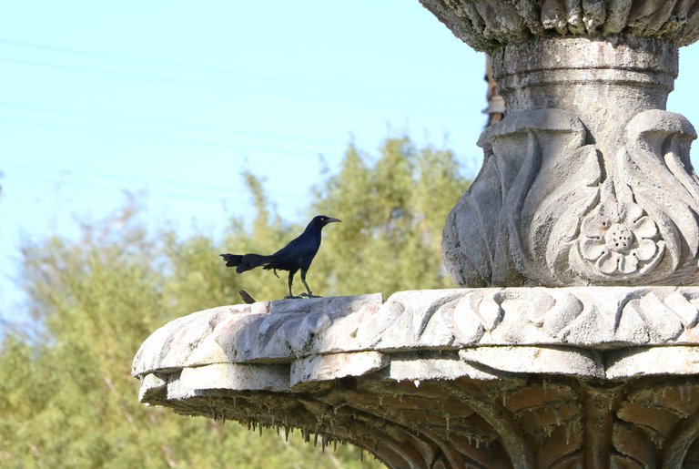 2E5A7544 Grackle2.jpg