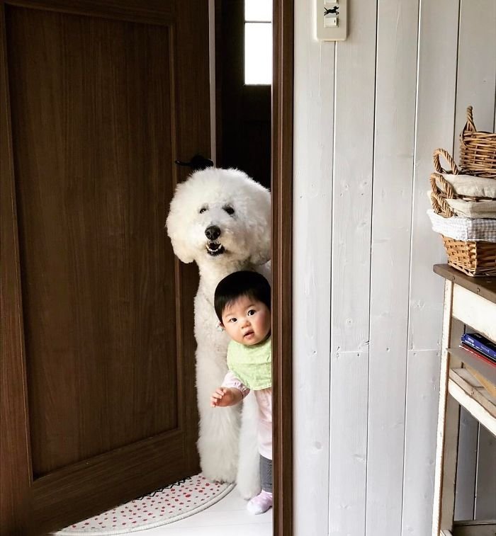 girl-poodle-dog-friendship-mame-riku-japan-13-59819d4839265__700.jpg