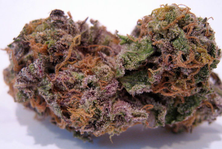 Grandaddy Purple.png