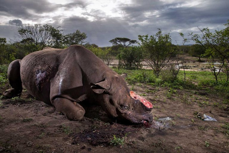 Brent-Stirton-Wildlife-Photographer-of-the-Year.jpg