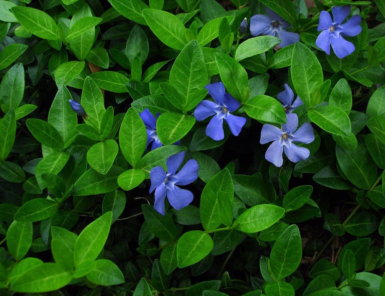 Vinca-minor..jpg