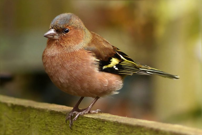 br3  Bird Songbird Chaffinch Fringilla Caelebs Male.jpg