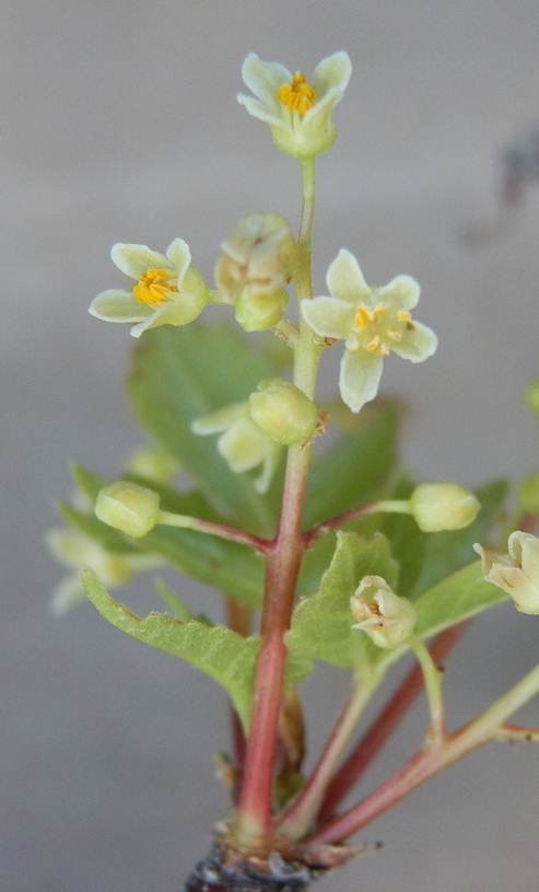 Bursera glabra.jpg