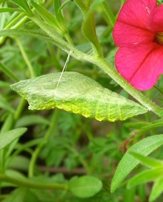 BLK-Swallowtail-Chrysalis-9.jpg