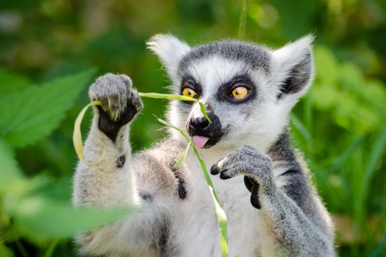 Lemur 5.jpeg