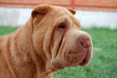 retrato-del-sharpei-del-albaricoque-23835956.jpg