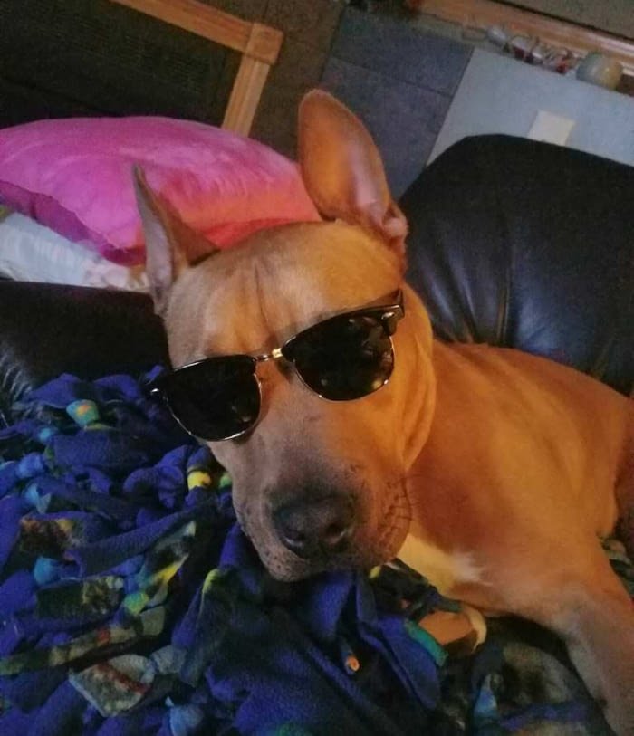 My-dog-is-actually-cooler-than-me.jpg