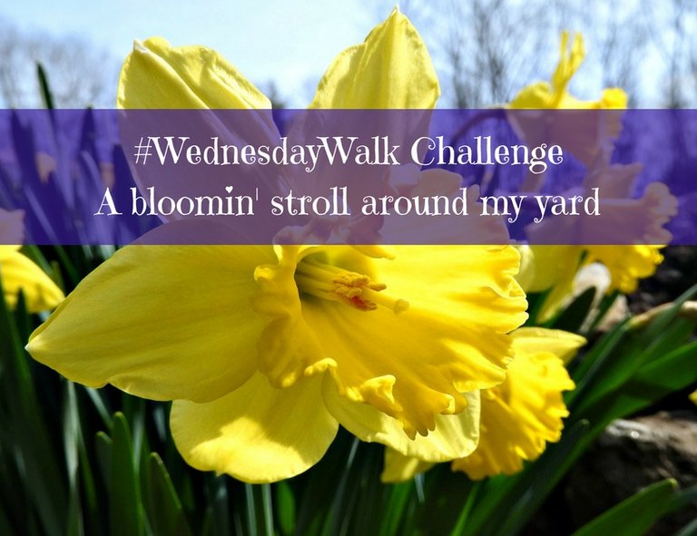 WednesdayWalk Challenge A bloomin' stroll around my yard.jpg