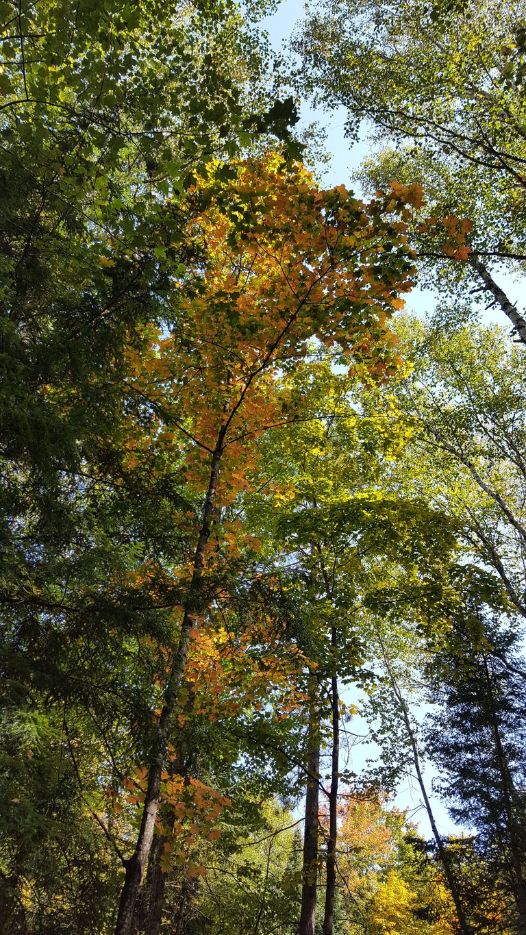 Serenity Valley Farms Fall Colors 4.jpg