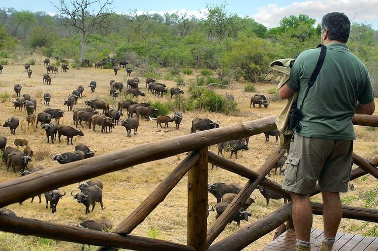 kruger-national-park.jpg