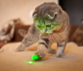 cat-playing-with-laser-pointer-thinkstockphotos-501833335.jpg