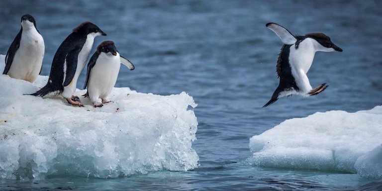 tipos-pinguinos-1024x512.jpg